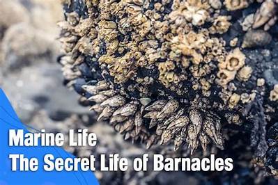 Are Barnacles Actually Alive? the Bizarre Secret Hiding Inside Those Rock-Like Shells