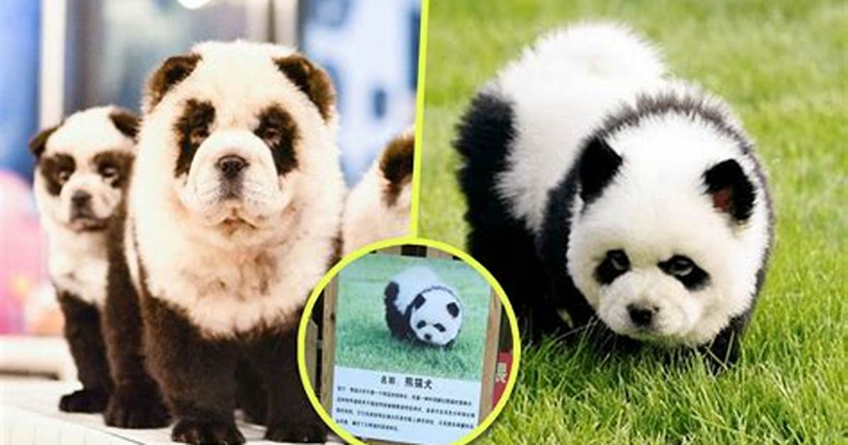 Are Panda Dogs Real Video Evidence and Behind the Scenes