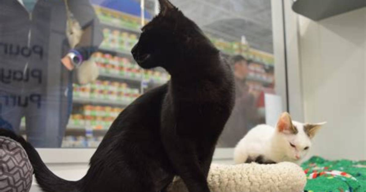 Are Petsmart Kitty Condos Safe Fact Checking Vaccine Rules And