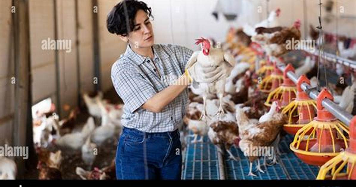 Are the Hens Actually Happy Examining the Claims Lawsuits and Farm Reality Behind
