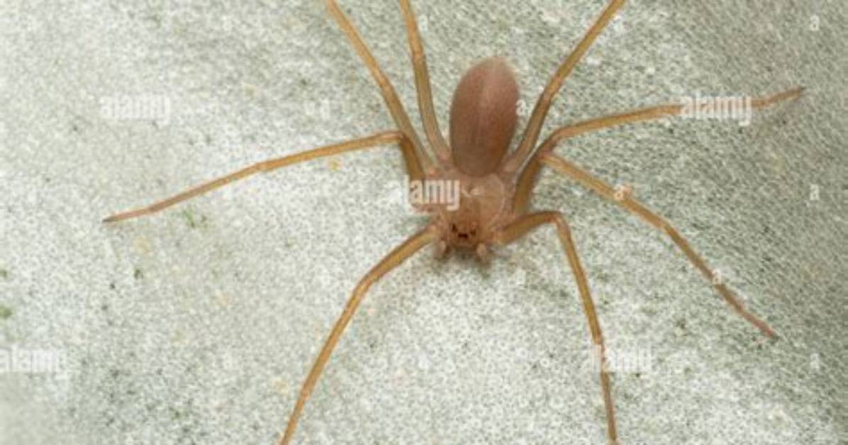 Brown Recluse Spider