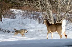 Buck, Doe, or Coyote? the Fact-Check Guide to Identifying Backyard Winter Snow Tracks