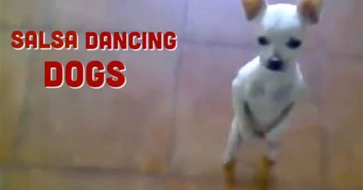 Dancing Dog