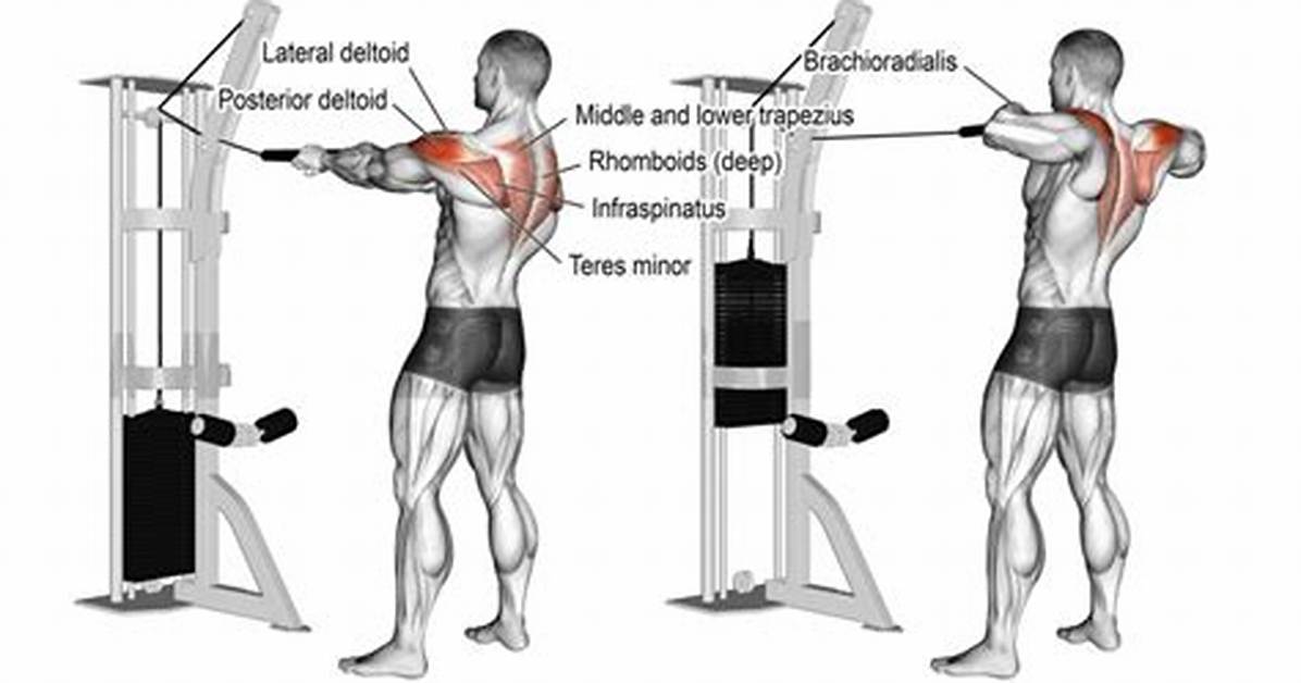 Debunking Rear Delt Myths Is the Cable Reverse Fly