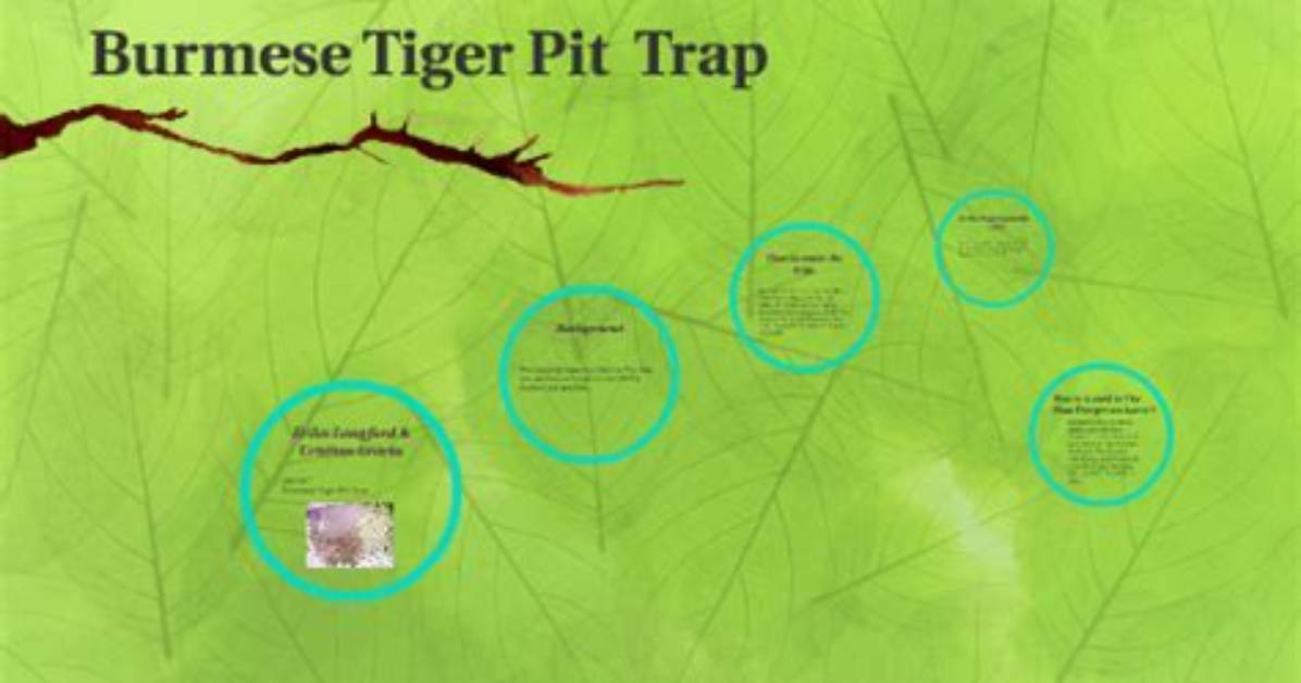 Diagramming the Burmese Tiger Pit Historical Schematics and Jungle
