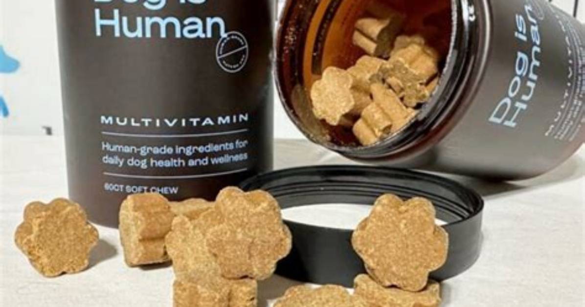 Dog Is Human Multivitamin Review the Hidden Truth Behind the Viral Pet