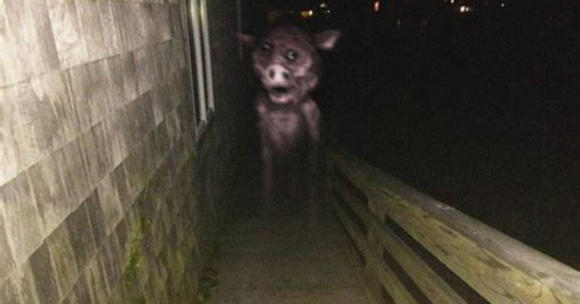 Fact Checking Ghost Pig What Trevor Henderson Actually Said About The