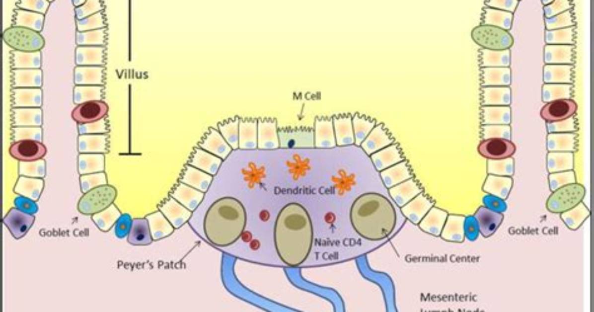 Fact Checking Gut Immunity Do Peyer S Patches Do More Than