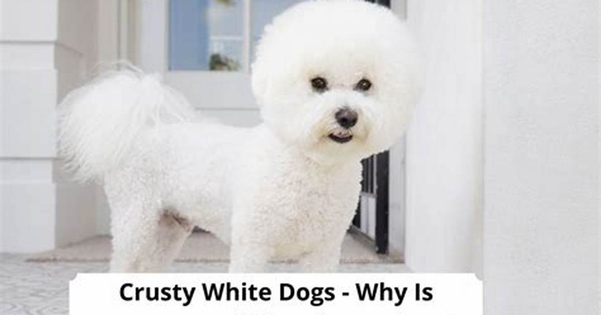 Fact Checking the Crusty White Dog Meme Vet Science vs Social