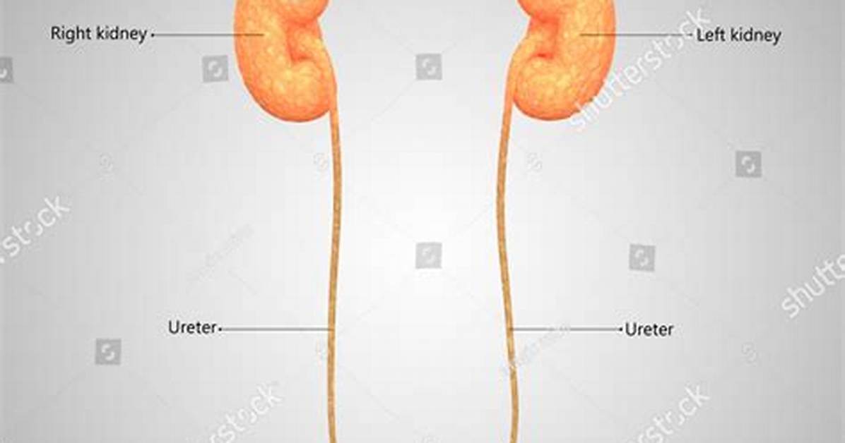 Female Urinary Anatomy Explained a Complete