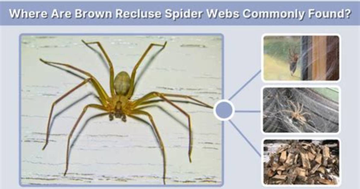 Found a Suspected Brown Recluse Web the Homeowner S Safe Removal And
