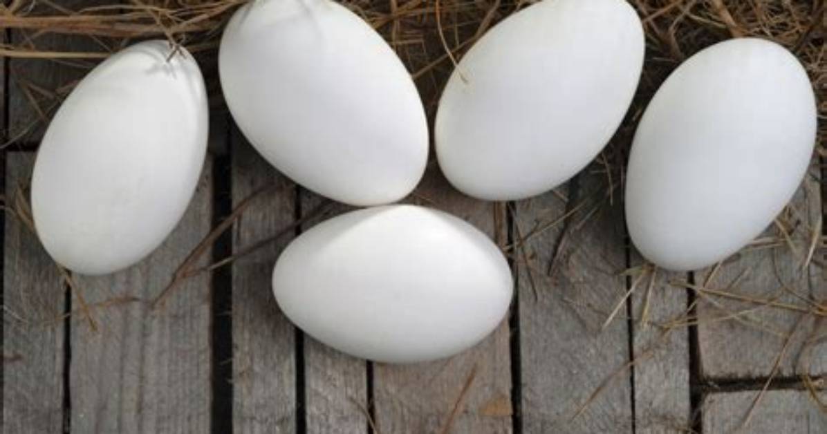 Goose Egg On