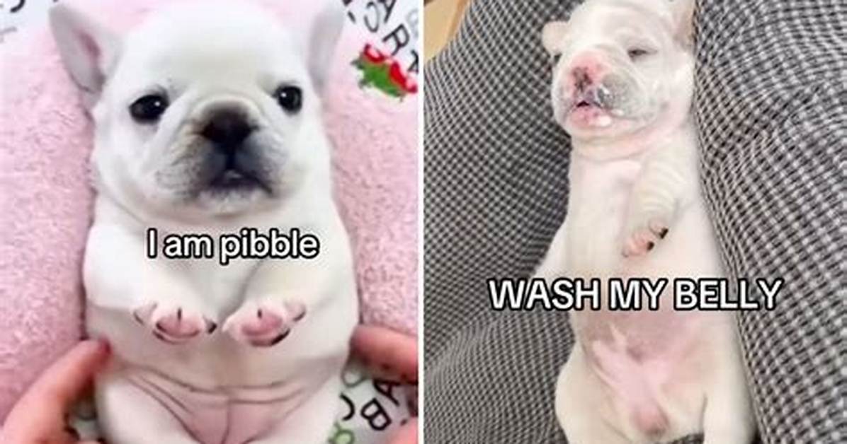 I Am Pibble Wash My Belly Guide Full Lyrics Audio Source and How to Join The