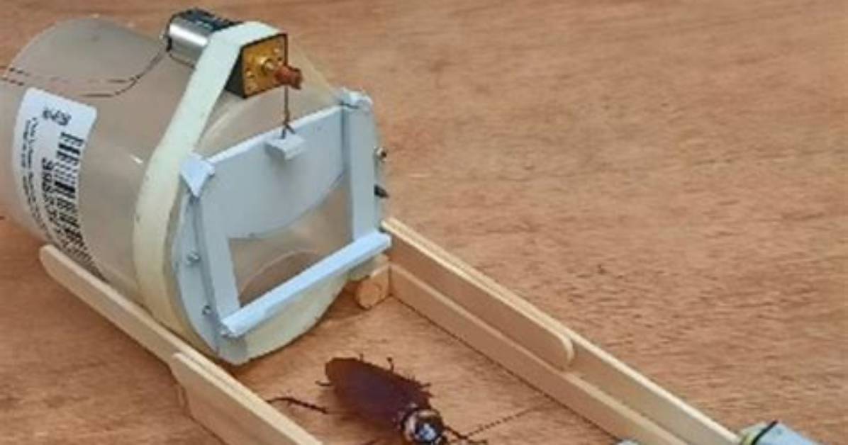 Inside the Viral Cockroach Trap Machine Craze Tech Breakthrough Or