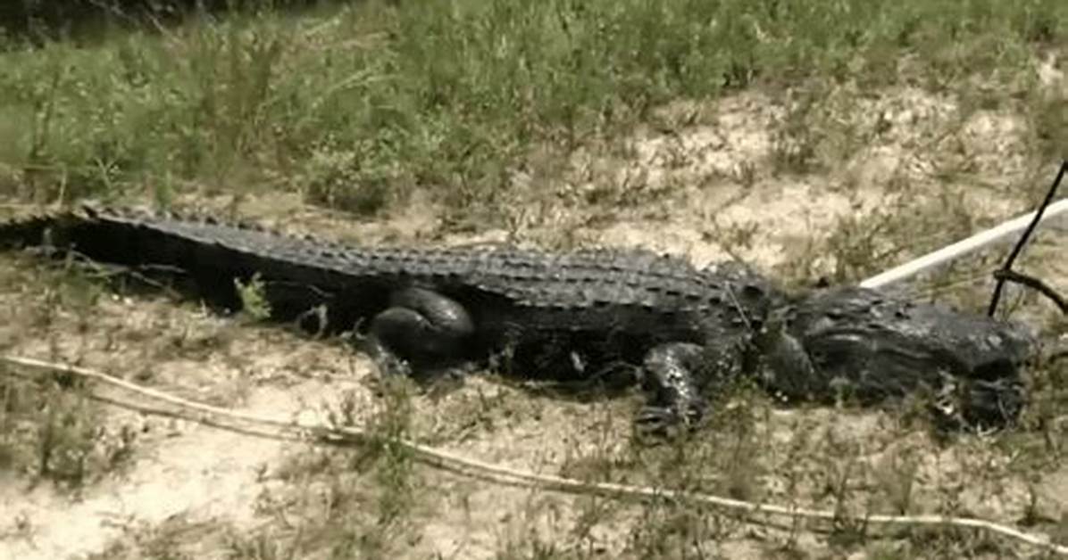 Is the Alligator Crawl Actually Safe Fact Checking Spine And