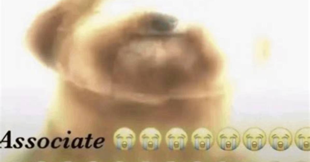 Is the Associate Meme Dog Real Fact Checking the Viral