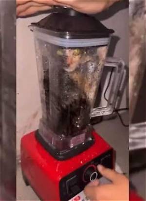 Is the Cat in a Blender Video Real? Evidence, Claims, and Fact-Checking
