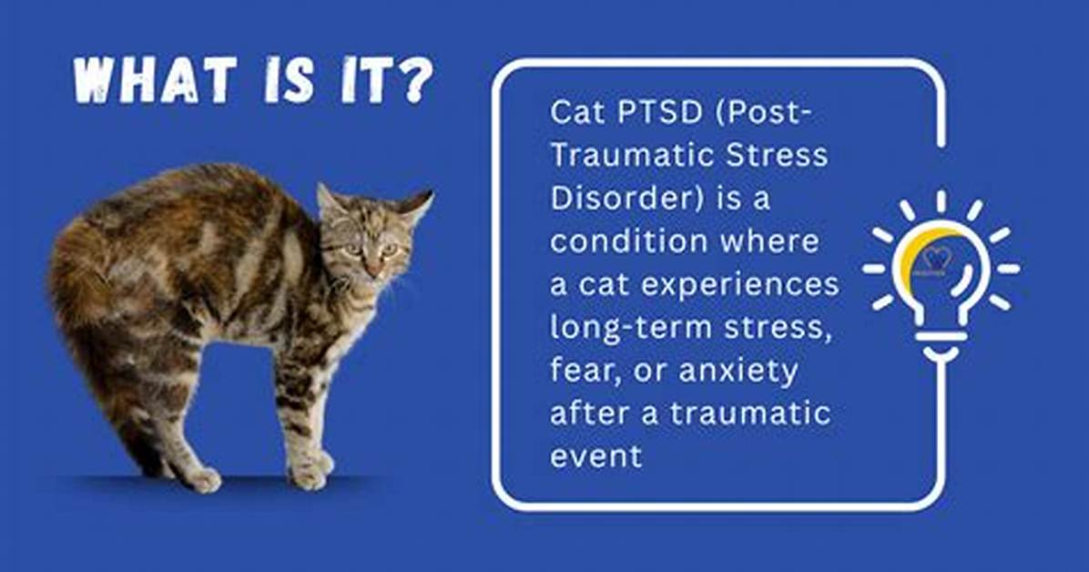 Is the Ptsd Cat Actually Traumatized the Shocking Truth Behind the Viral Thousand