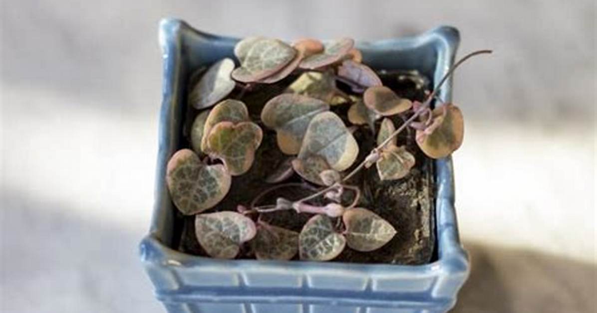 Is Your String of Hearts Dying the Costly Watering