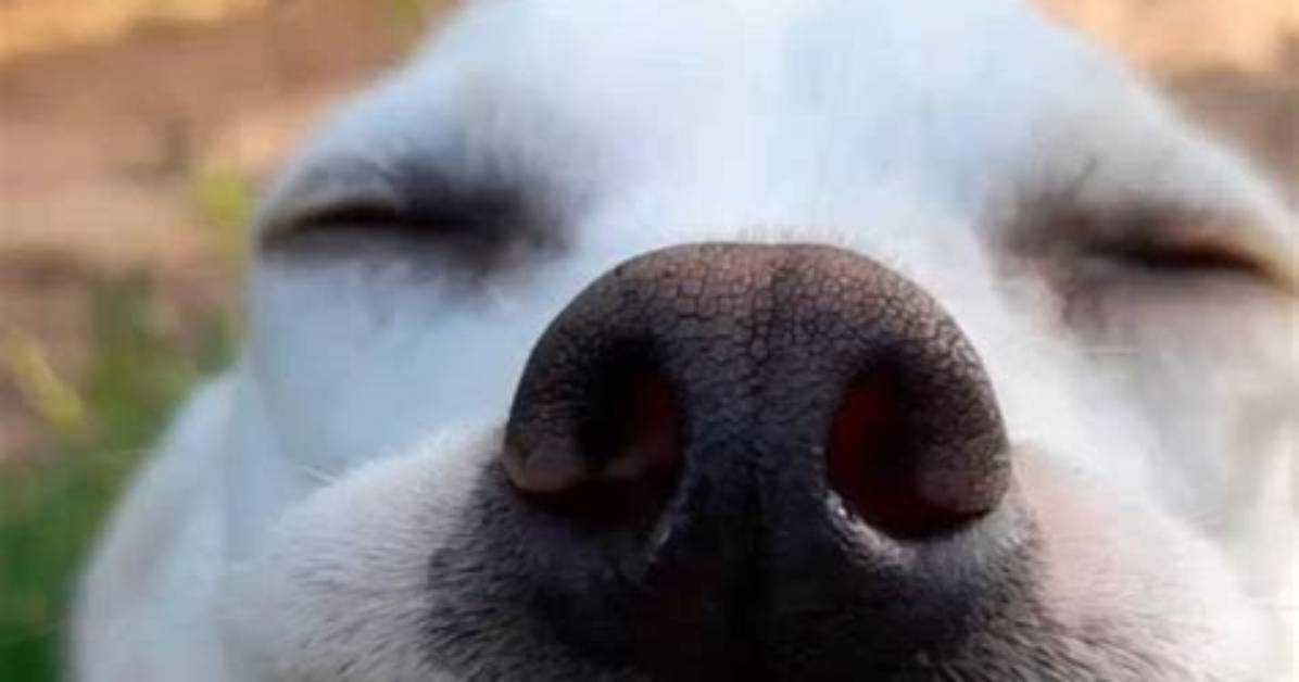 Laughing Dog