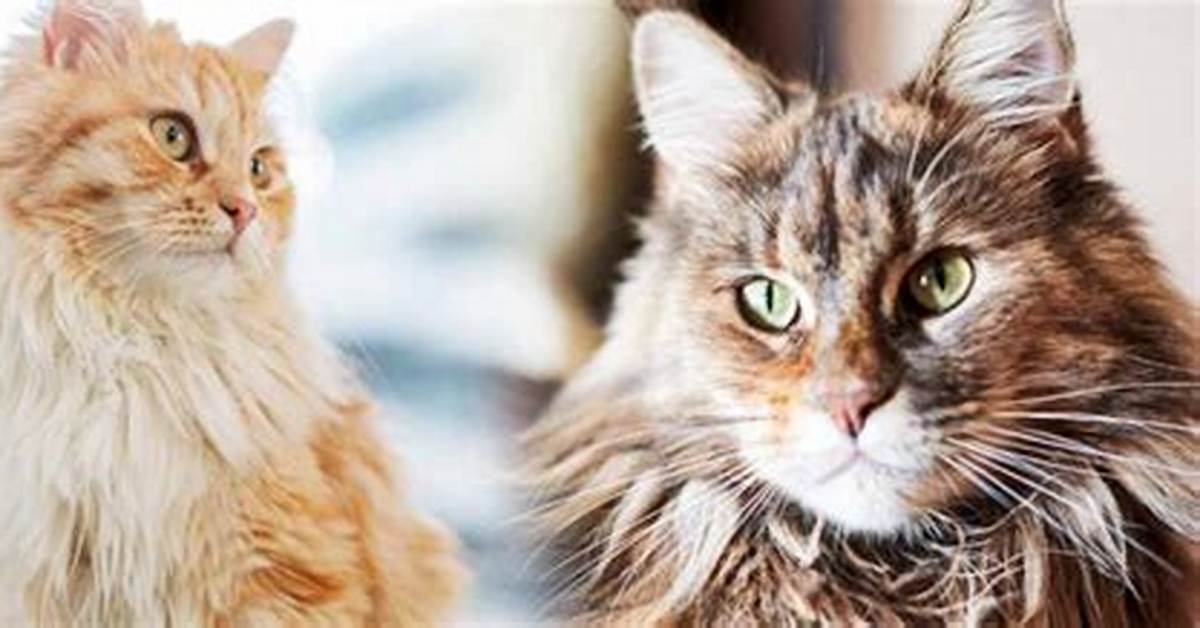 Long Haired Tabby Cat Temperament Fact vs Fiction On
