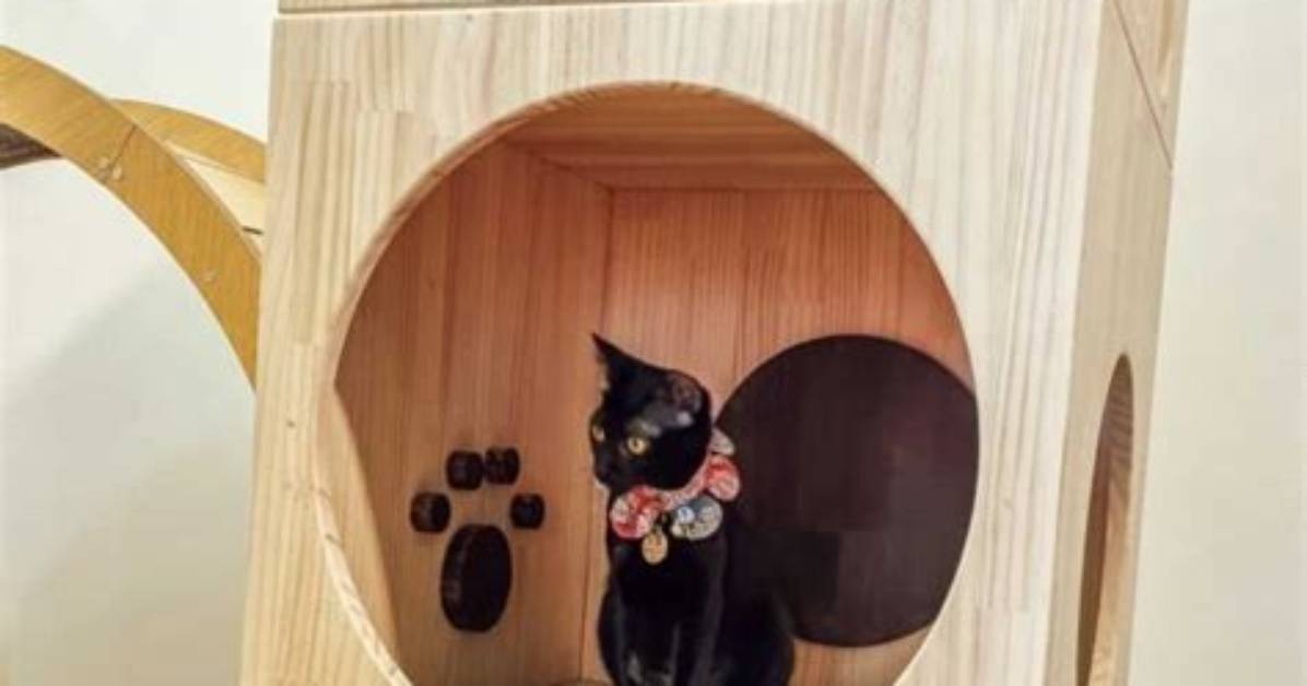 Maihea2026Zui Xin Dong Xiangmatome Xin Zuo Cats Karafesu Xi Juanmadeno Gui Jiwo Che Di Jie