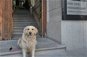 Meet Beanz the Golden Retriever: Nashville’s Famous Fence Dog Explained