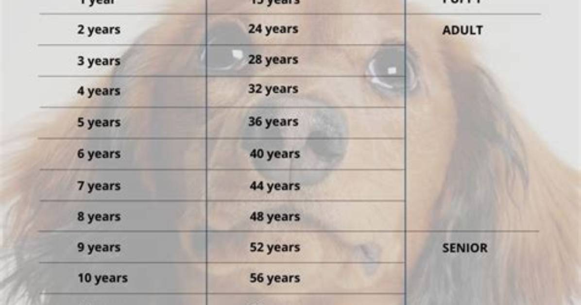 Mini Dachshund Age in Human Year S the Definitive Conversion