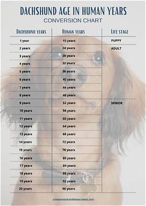 Mini Dachshund Age in Human Year's: the Definitive Conversion Chart Revealed