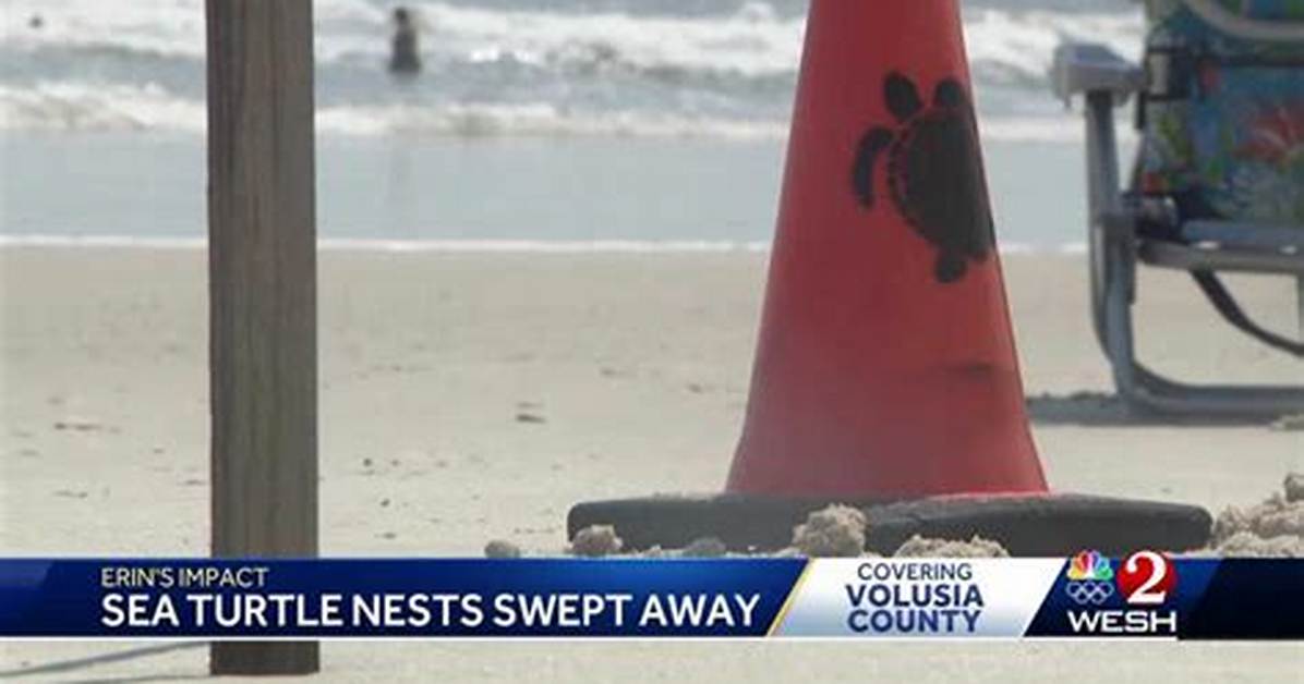 Over 200 Sea Turtle Nests Swept Away Inside the St George Island