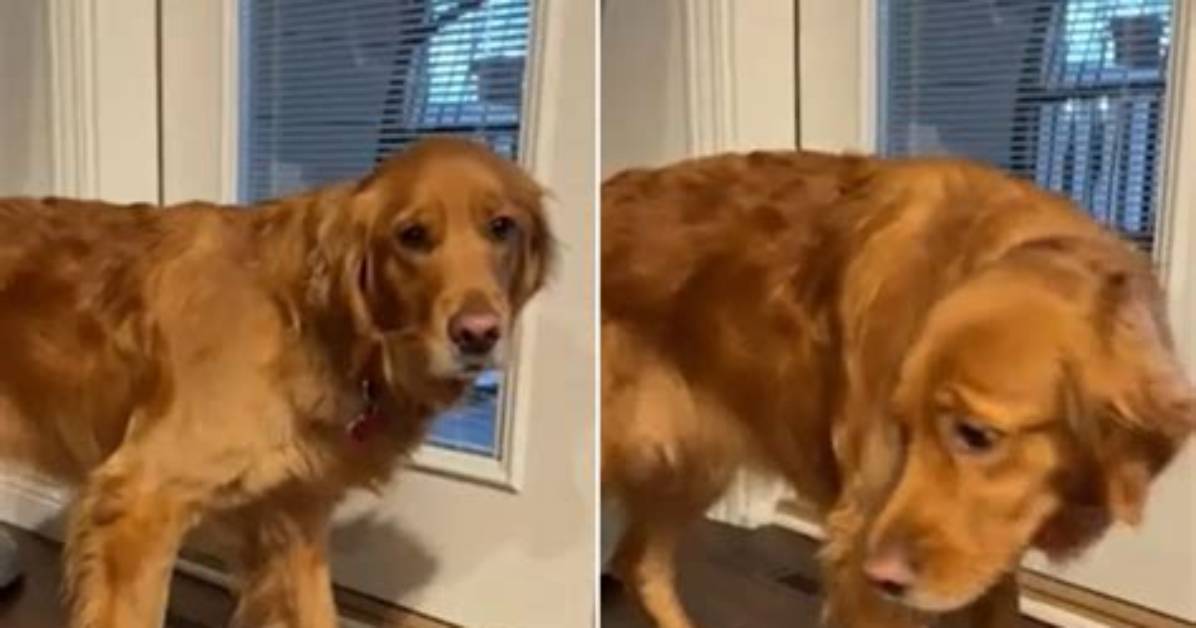 Owner Shocked After Golden Retriever Keeps Carrying Live Baby