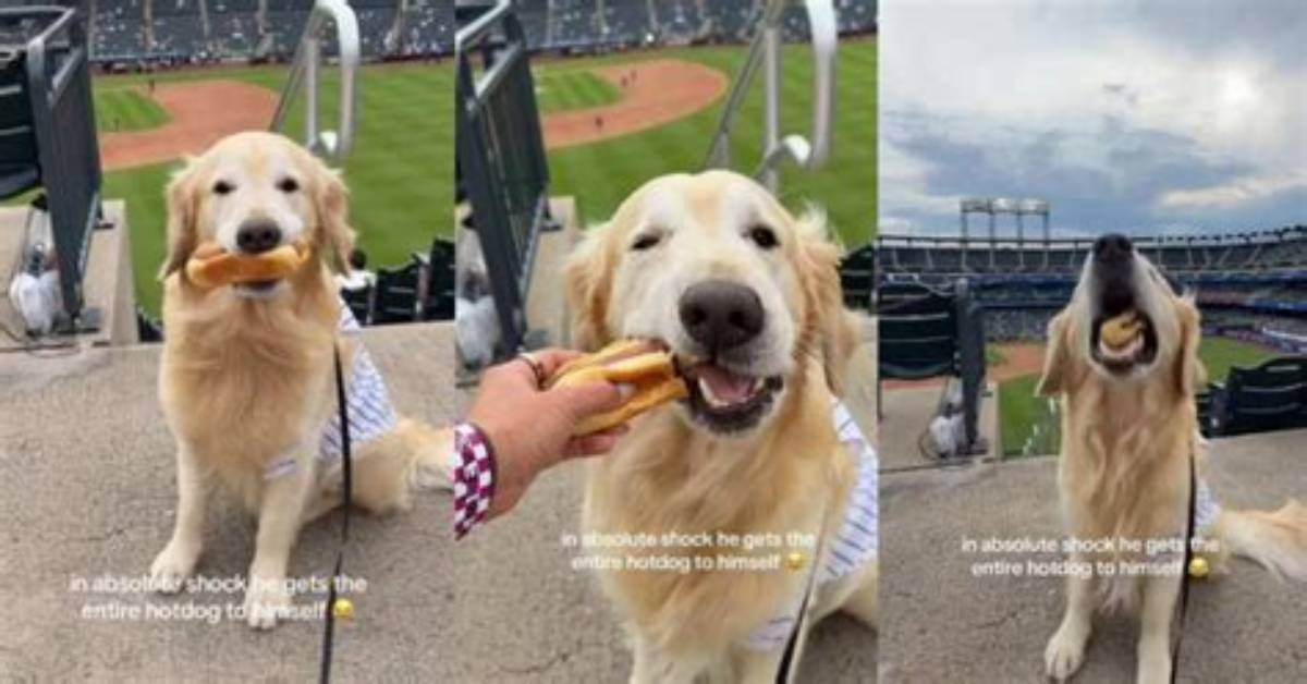 Owner Shocked After Golden Retriever