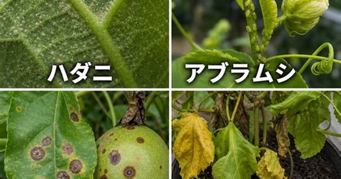 Passhon Furutsu