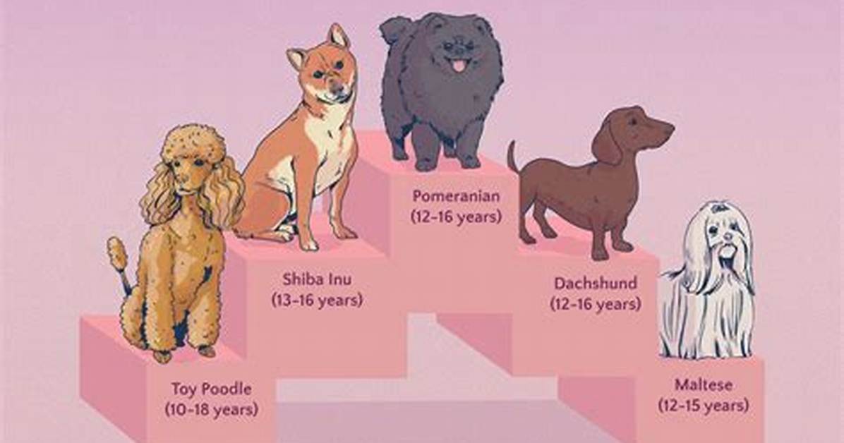 Ranked Among the Longest Living Breeds