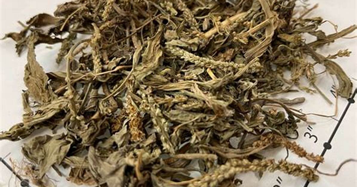 Tawahoterunagoya Ke Shi Che Di Bi Jiao Zhi Gubyuto Xian Dingatono Zhen Siwo