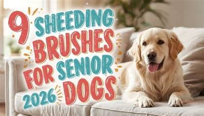 The Complete Dachshund Shedding Playbook: Best Brushes, Grooming Hacks, and Diet