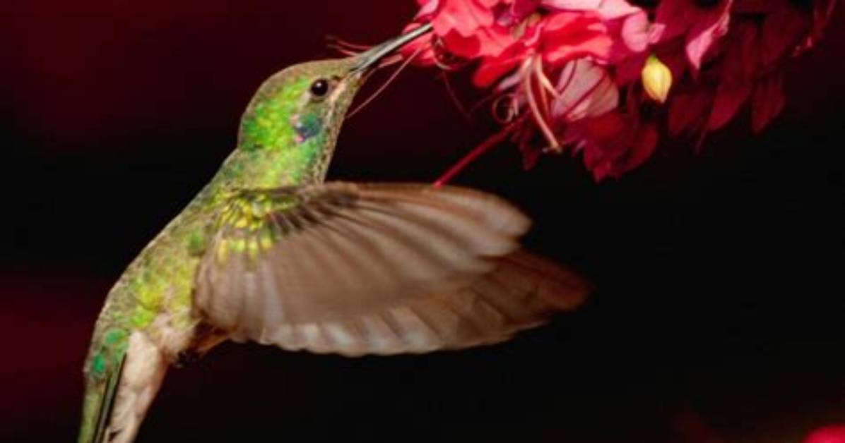 The Complete Meaning Guide to the Colibri Colors Dream Signs And
