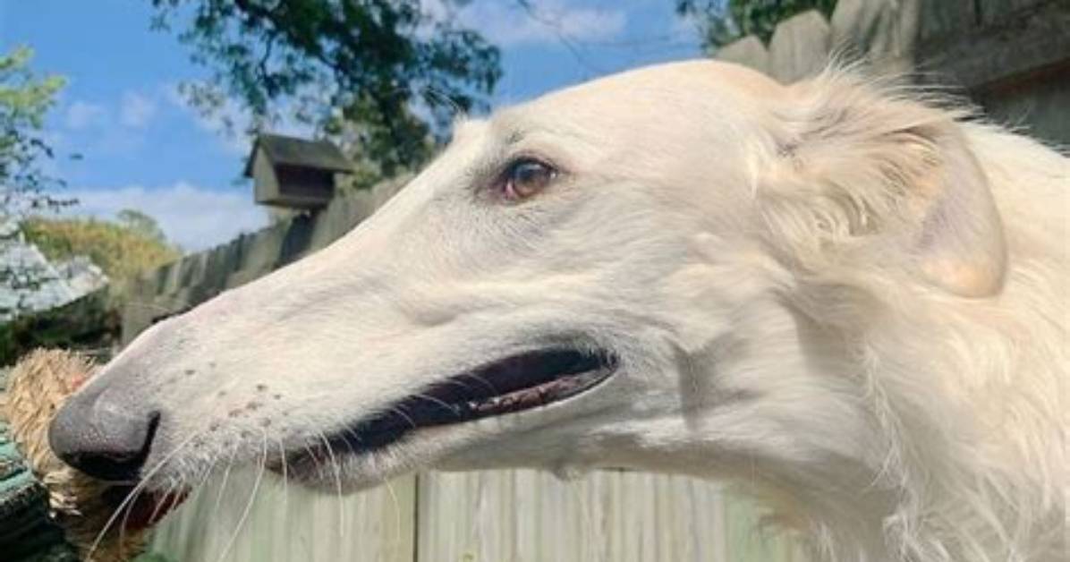 The Science of the Snout Why Borzois Really Look Like Flexible
