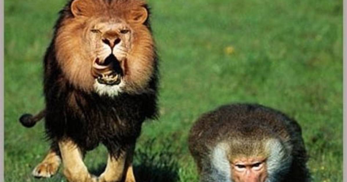 The Signifying Monkey and the Lion How a Master Trickster Duped the King Of