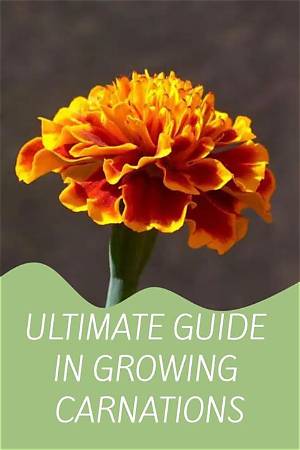 The Ultimate Beginner Guide to Diy Carnations: Supplies, Folding, and Styling