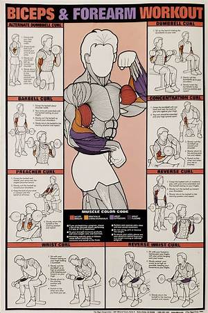 The Ultimate Forearm and Bicep Guide: How to Curl for Complete Arm Size