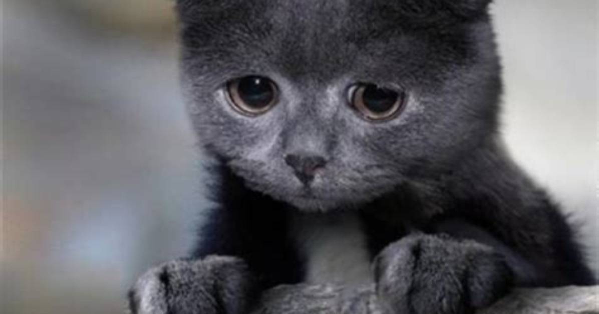 The Universal Appeal of Aww So Cute Understanding the Psychology Behind