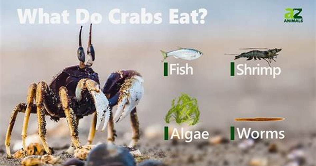 What Do Crabs Eat