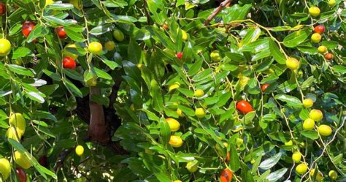 What Does a Juju Bean Tree Really Look Like Leaves Thorns And