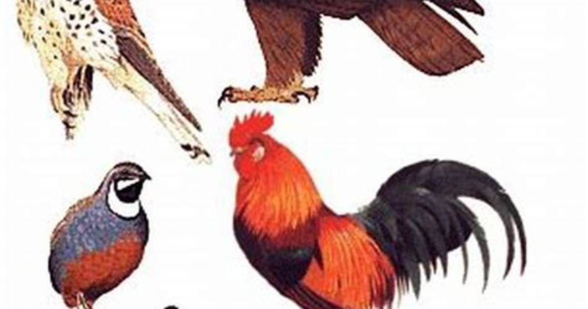 What Does Bird Mean in Slang Full Guide to Tiktok And
