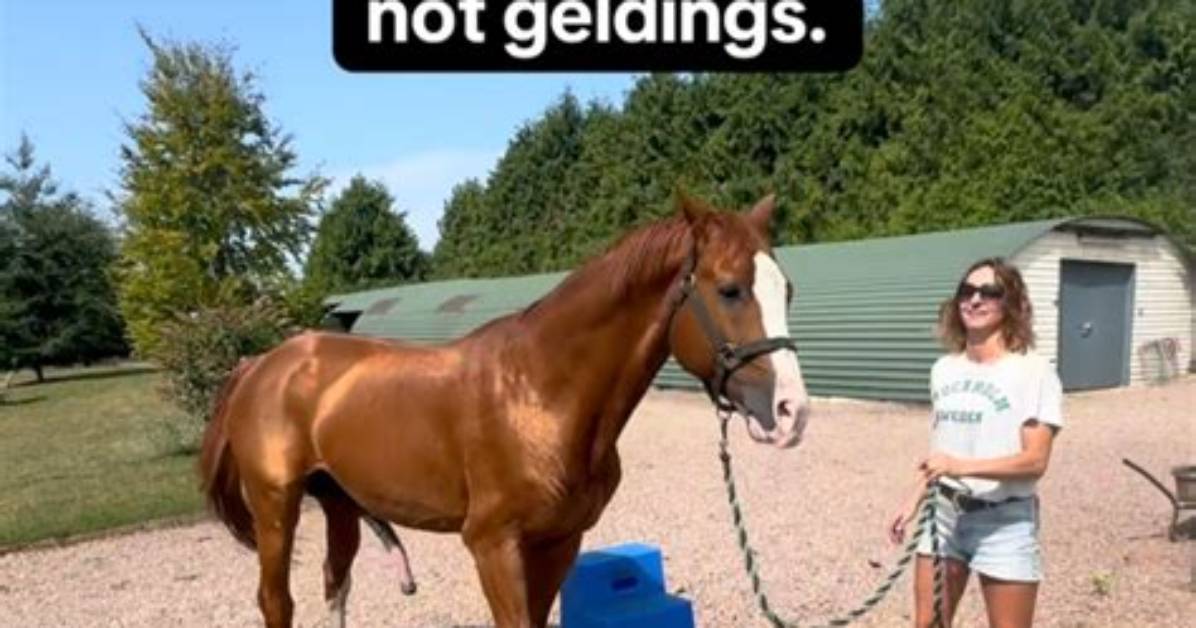 Why Is Favorite Stallion Trending the Viral Truth Behind Delalicious3 And