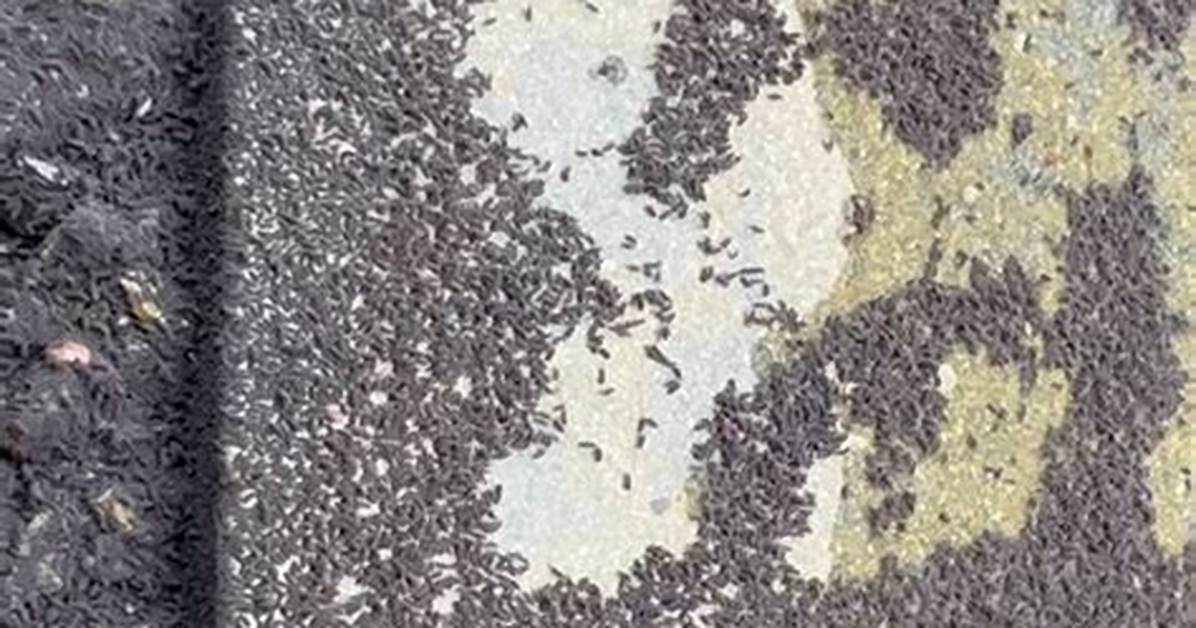 Why Swarms of Tiny Black Bugs Are Suddenly Invading Homes