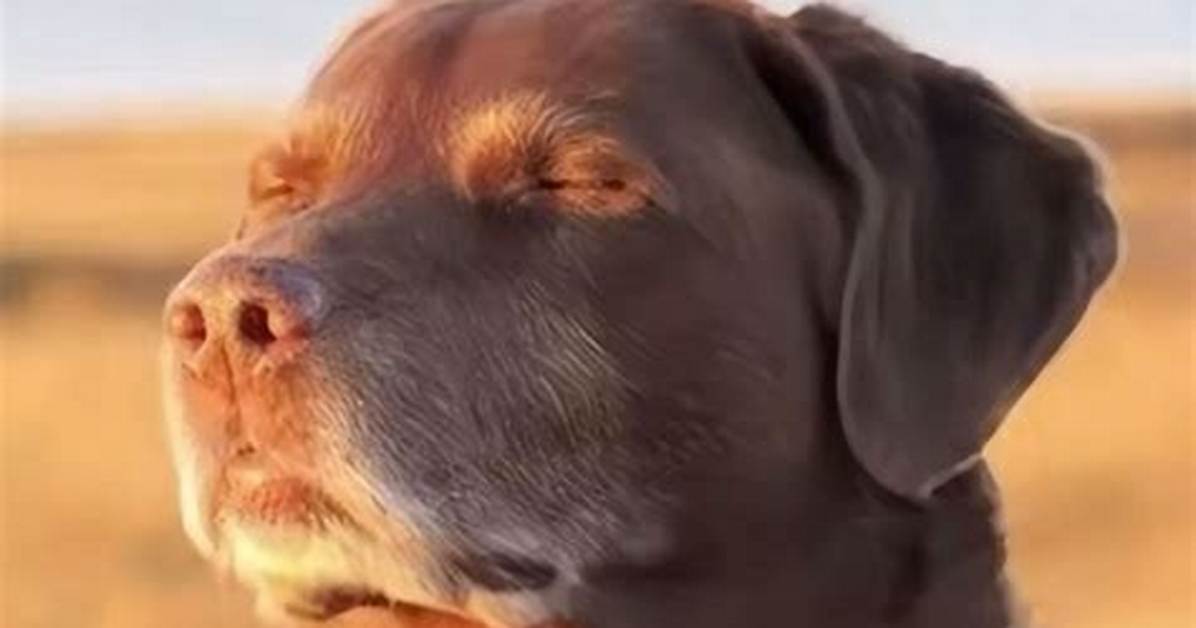 Why the Dog Looking up Meme Is Taking over Social