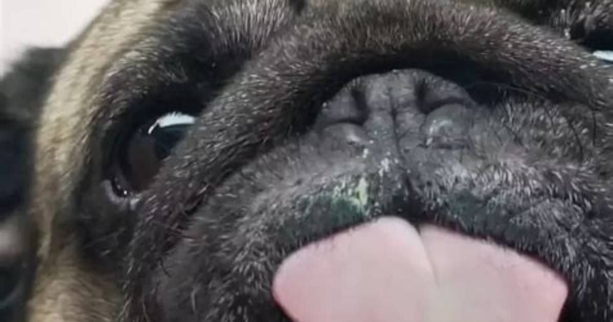 Why the Viral Pug Licking Screen Trend Still Captivates
