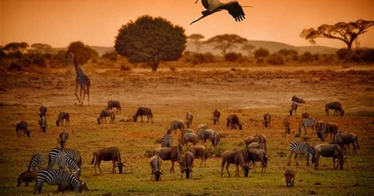 Wildlife
